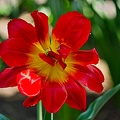 la tulipe 2022.125 rt