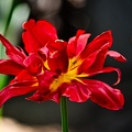 la tulipe 2022.126 rt