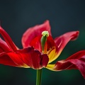 la tulipe 2022.127_rt.jpg