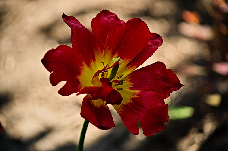 la tulipe 2022.128_rt.jpg