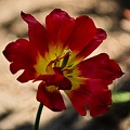 la tulipe 2022.128 rt