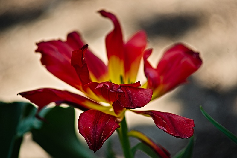 la tulipe 2022.129_rt.jpg