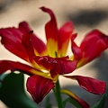 la tulipe 2022.129 rt