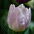 la tulipe 2022.132 rt