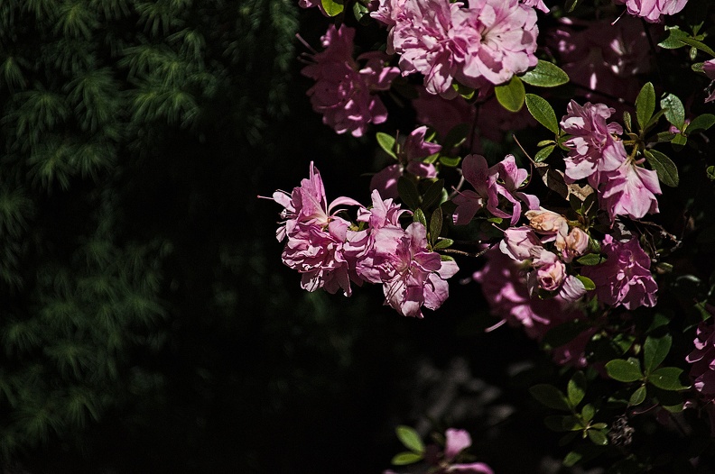 rhododendron 2022.03_rt.jpg