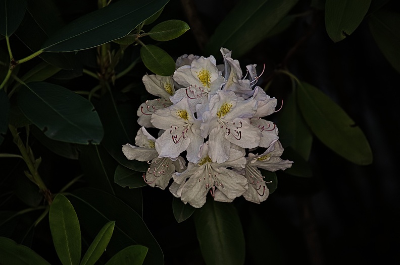 rhododendron 2022.04_rt.jpg