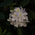 rhododendron 2022.04_rt.jpg