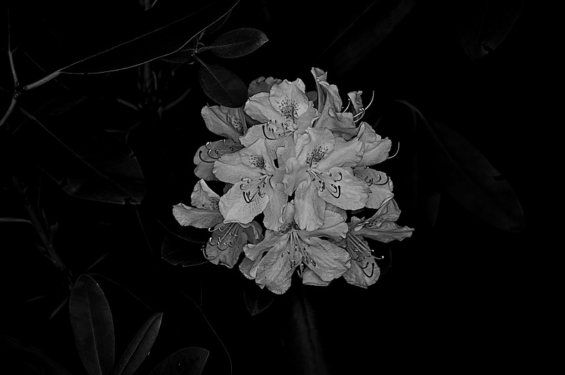rhododendron 2022.04_rt_bw.jpg
