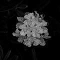 rhododendron 2022.04 rt bw