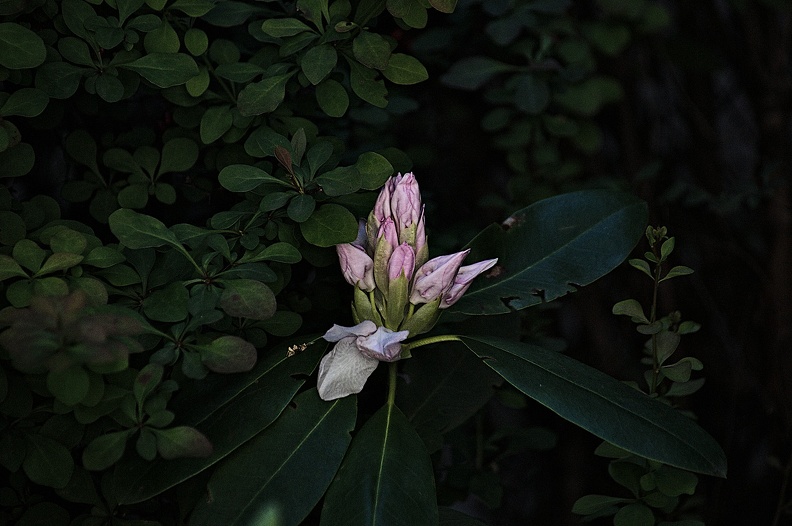 rhododendron 2022.05_rt.jpg