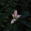 rhododendron 2022.05 rt