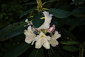 rhododendron 2022.06 rt