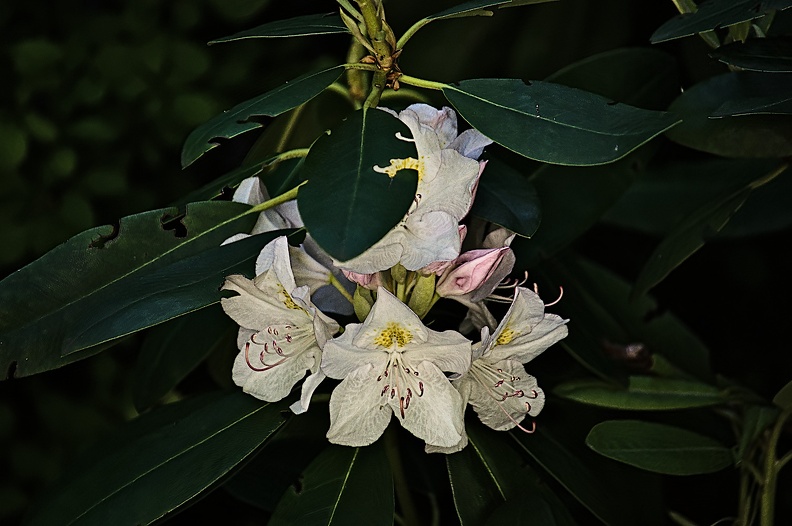 rhododendron 2022.06_rt.jpg