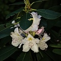 rhododendron 2022.06_rt.jpg