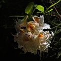 rhododendron 2022.07_rt.jpg