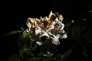 rhododendron 2022.08 rt