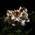 rhododendron 2022.08 rt