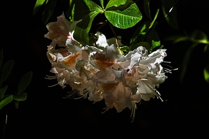 rhododendron 2022.10 rt