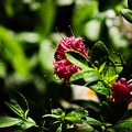 rhododendron 2022.17_rt.jpg