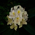 rhododendron 2022.19 rt