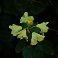 rhododendron 2022.21_rt.jpg
