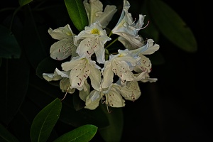 rhododendron 2022.23 rt
