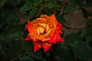 rosa centifolia 2022.07 rt