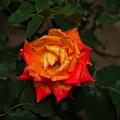 rosa centifolia 2022.07 rt