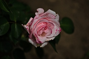 rosa centifolia 2022.08 rt