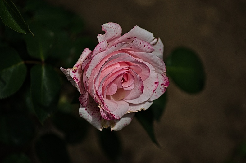 rosa centifolia 2022.08_rt.jpg