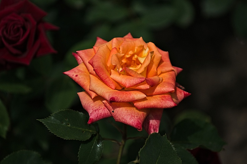 rosa centifolia 2022.09_rt.jpg