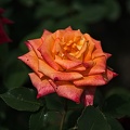 rosa centifolia 2022.09 rt