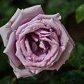 rosa centifolia 2022.10 rt
