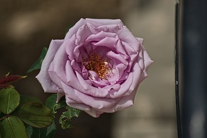 rosa centifolia 2022.11 rt