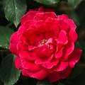 rosa centifolia 2022.12_rt.jpg