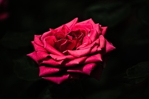 rosa centifolia 2022.13 rt