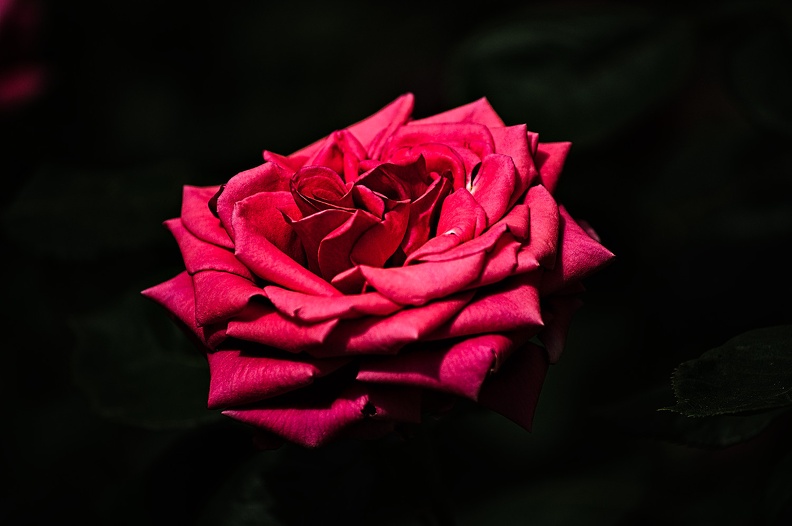 rosa centifolia 2022.13_rt.jpg
