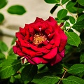 rosa centifolia 2022.14_rt.jpg
