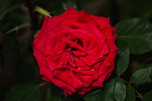 rosa centifolia 2022.15 rt