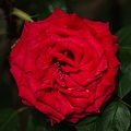 rosa centifolia 2022.15 rt