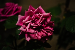 rosa centifolia 2022.16 rt