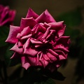 rosa centifolia 2022.16 rt