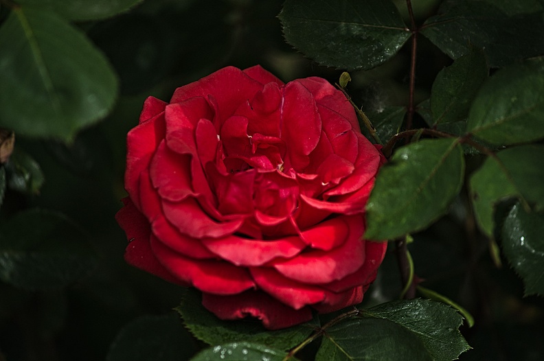 rosa centifolia 2022.17_rt.jpg