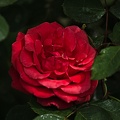 rosa centifolia 2022.17 rt