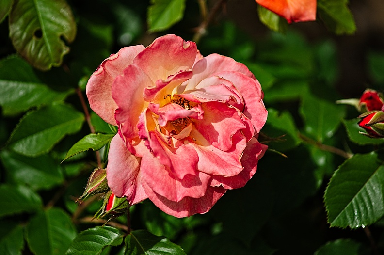 rosa centifolia 2022.18_rt.jpg