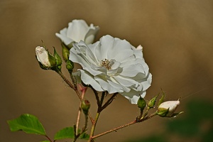 rosa centifolia 2022.19 rt