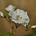 rosa centifolia 2022.19 rt