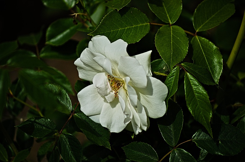 rosa centifolia 2022.20_rt.jpg