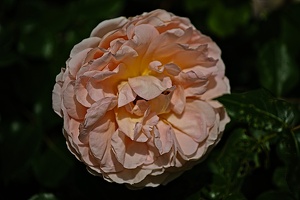 rosa centifolia 2022.21 rt