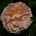 rosa centifolia 2022.21_rt.jpg